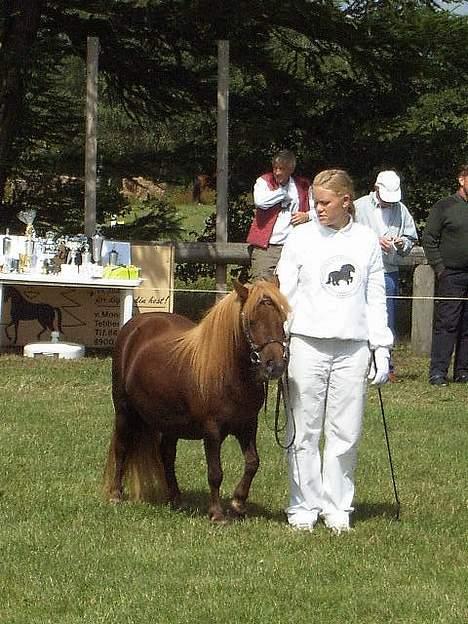 Shetlænder Naomi V. Schillig - til kåring billede 17