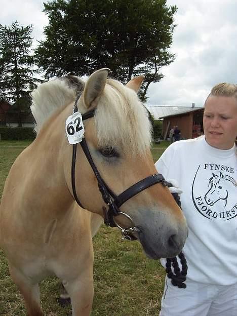 Fjordhest Naja af Dyssebakke - har hun ikke et flot hoved billede 12