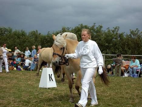 Fjordhest Naja af Dyssebakke - til kåring- så skal man gå pænt billede 13