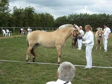 Fjordhest Naja af Dyssebakke - kåret i 1. klasse billede 14