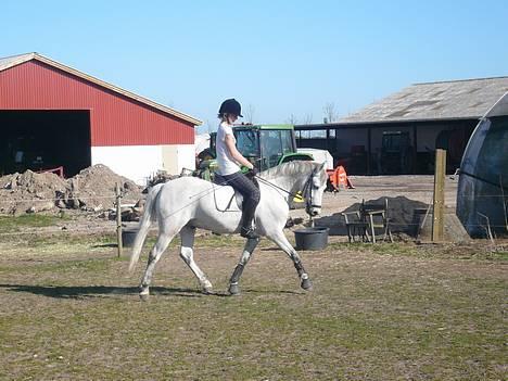 Welsh Pony af Cob-type (sec C) Bjerregårds Laban <33  - 20/ undskyld kvaliteten .. men syntes at de var meget sjovt :) billede 19