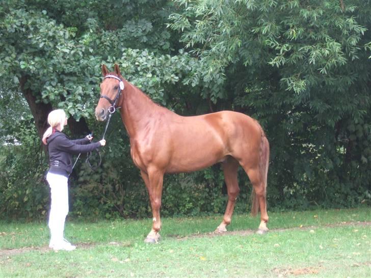 Knabstrupper Zolon - Zolon til Knn kåring :D billede 3