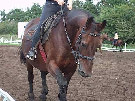 Anden særlig race Pernille*DØD* - min dejlige mus billede 1