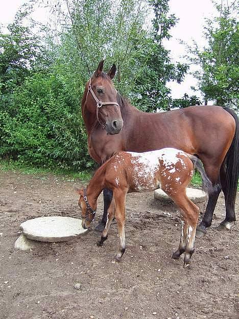 Anden særlig race Pernille*DØD* - lille og hendes føl billede 2