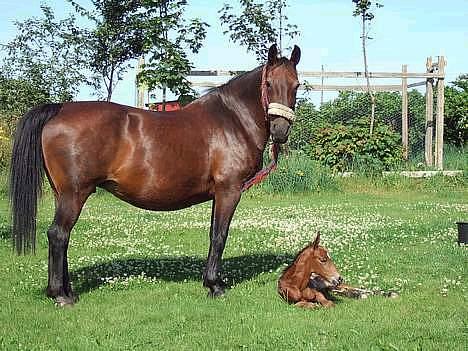 Anden særlig race Pernille*DØD* - nelle og den lille pige billede 3