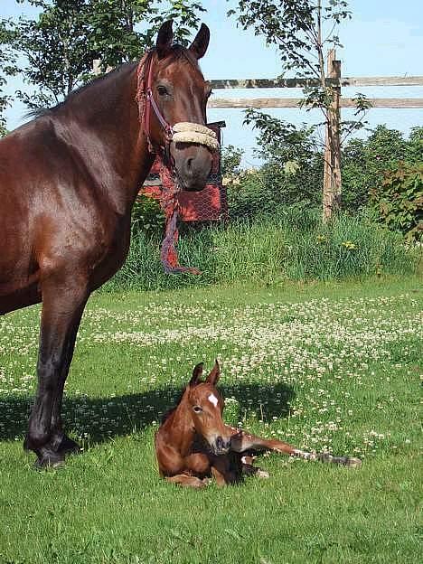 Anden særlig race Pernille*DØD* - se hvor smuk huun er billede 4