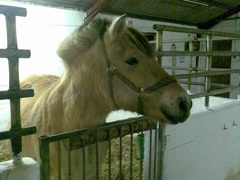 Fjordhest Susi  billede 6