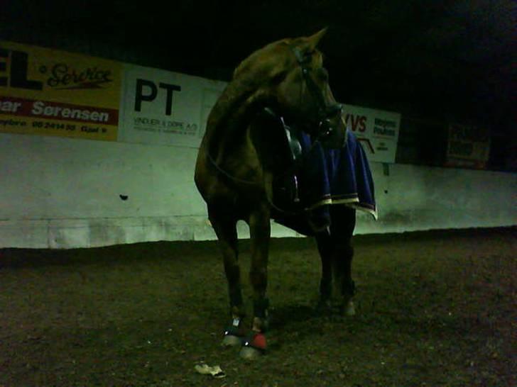 Dansk Varmblod Ness'  - Ness´ i hallen på FRI . Efter endt dressurtræning. KØN HEST !  nov-08 billede 13