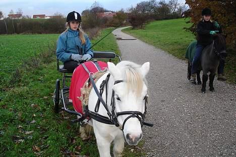 Shetlænder Onslow / passede / - vi er ud køre billede 15