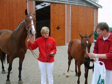 Dansk Varmblod Copinette  billede 12