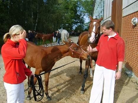 Dansk Varmblod Copinette  billede 13