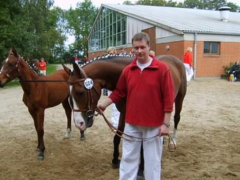 Dansk Varmblod Copinette  billede 14