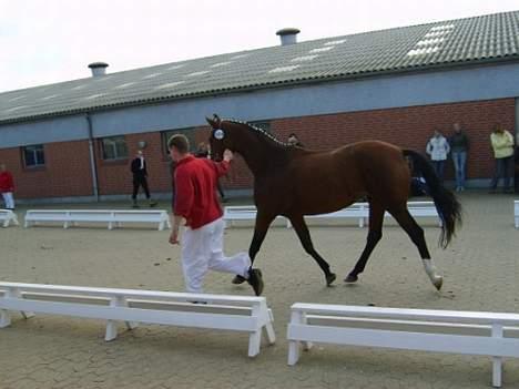 Dansk Varmblod Copinette  billede 15