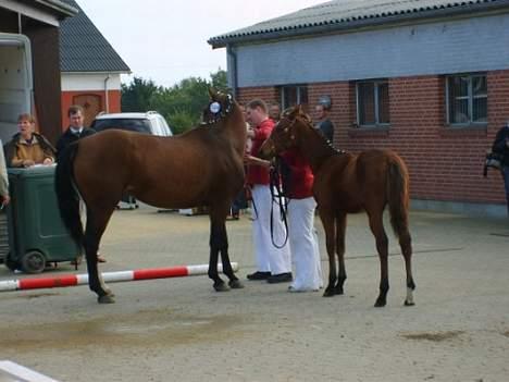 Dansk Varmblod Copinette  billede 16