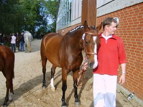 Dansk Varmblod Copinette  billede 17