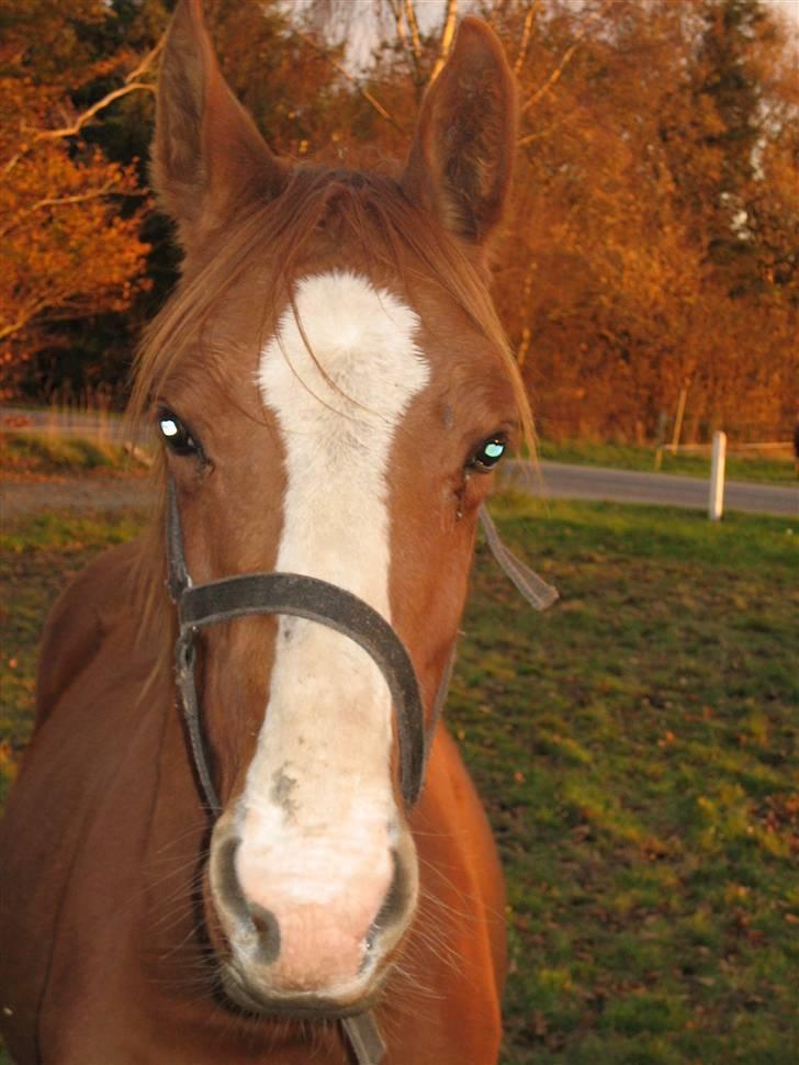 Dansk Varmblod GraversgaardsDiablo solgt billede 18