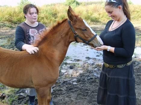 Dansk Varmblod GraversgaardsDiablo solgt billede 19