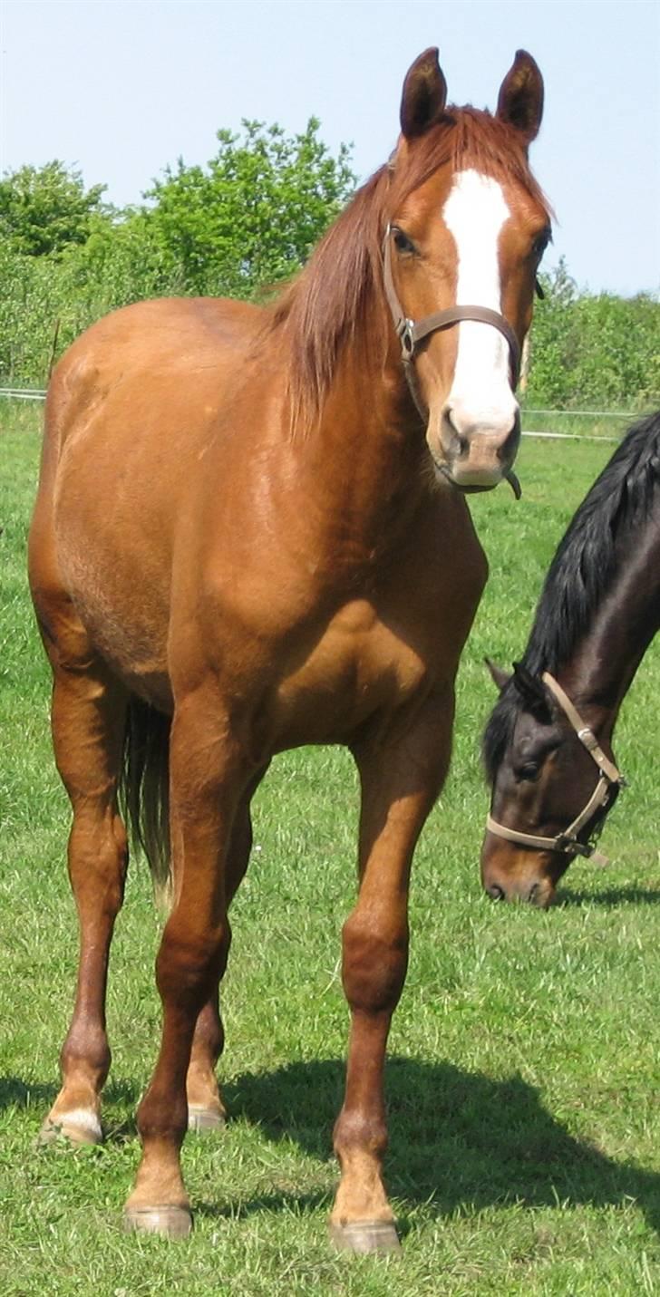 Dansk Varmblod GraversgaardsDiablo solgt billede 20