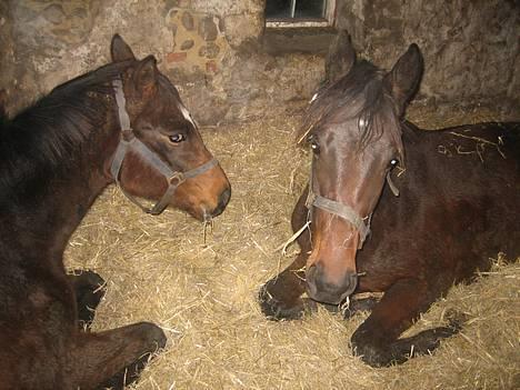 Dansk Varmblod Graversgaards Armageddon billede 19