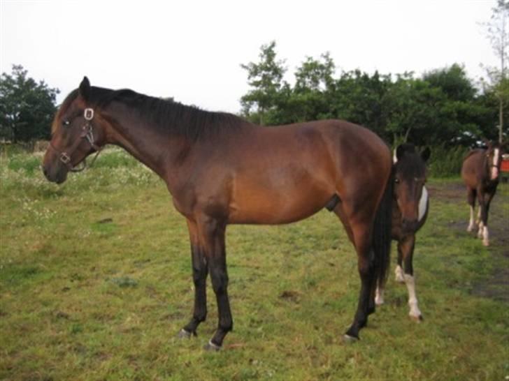 Dansk Varmblod Graversgaards Armageddon - 2  år og på sommer græs billede 20