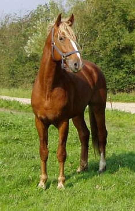 Frederiksborg Sir Lancelot billede 2