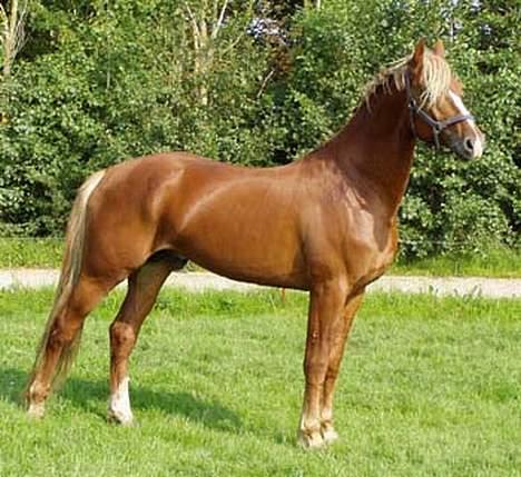 Frederiksborg Sir Lancelot billede 3