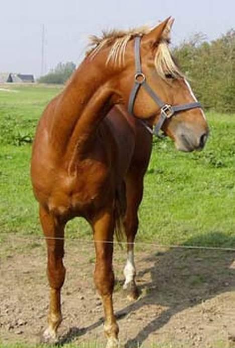 Frederiksborg Sir Lancelot billede 4