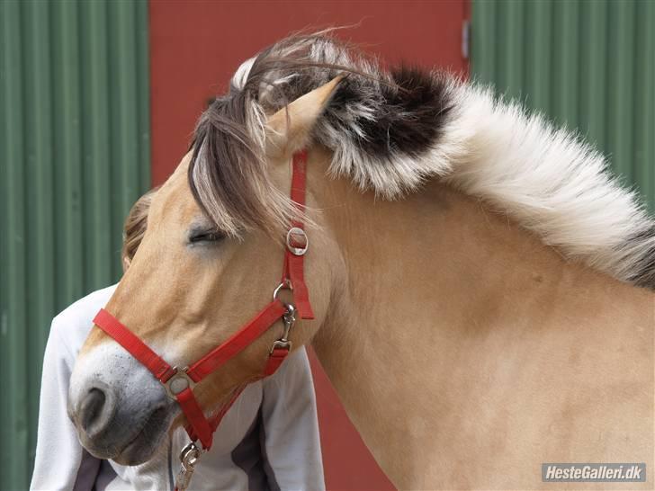 Fjordhest Clausen  - *NYT* Fotograf: Merete billede 9