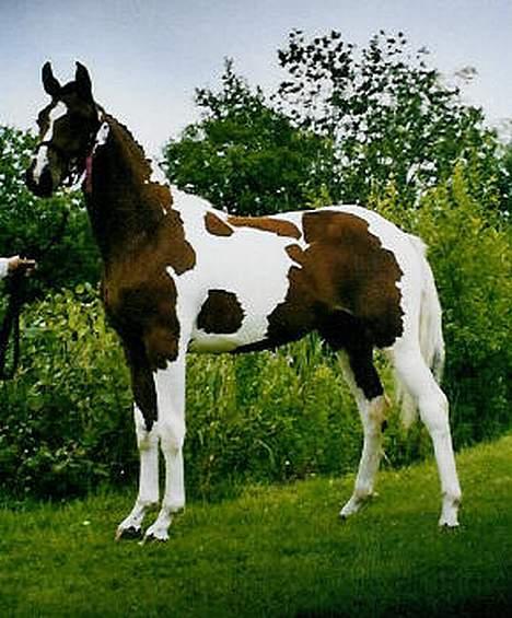 Pinto Hoelgaard´s Ram A Quena - fra www.stutteri-hoelgaard.dk billede 3
