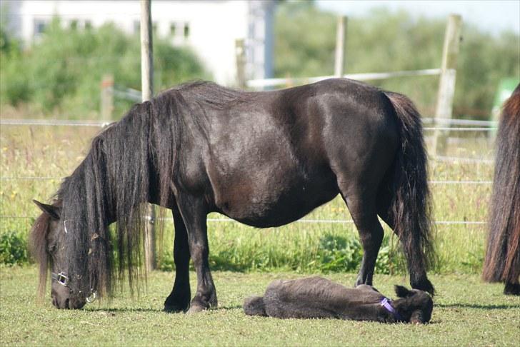 Belgisk Miniature | Kærslunds Chili - 04/ Taget d. 22-06-2010 -  Hun græsser lidt mens følle sover billede 4