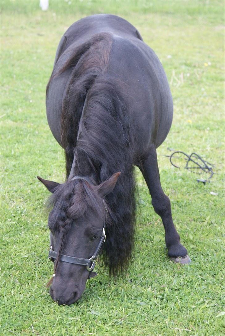 Belgisk Miniature | Kærslunds Chili - 05/ Taget d. 29-05-2010 - Lige knap en måned før hun folede. billede 5