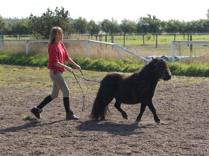 Belgisk Miniature | Kærslunds Chili - 08/ Taget d. 14-09-2008 billede 8