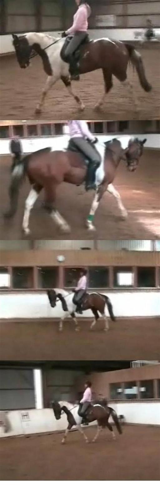 Pinto My Promise - 17# lidt dressur d: - taget fra en video, derfor er kvaliten ikke så god (: billede 17