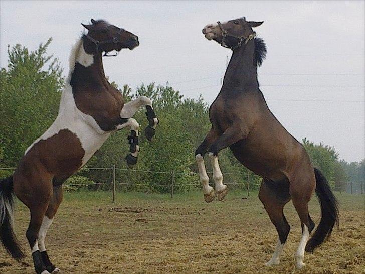 Pinto My Promise - 18# Promise leger med Macapo billede 18