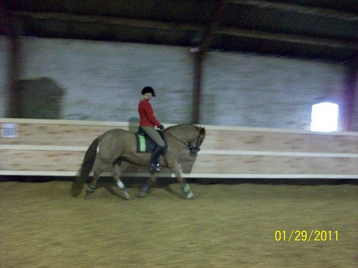 New Forest Cosmo - Cosmo d. 29-1-11 billede 17