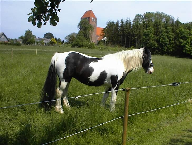 Irish Cob Crossbreed Siff  solgt.. billede 14