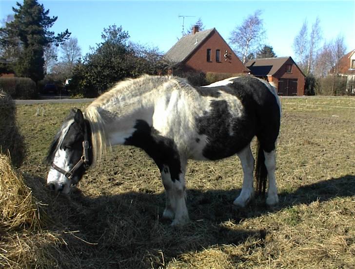 Irish Cob Crossbreed Siff  solgt.. billede 15