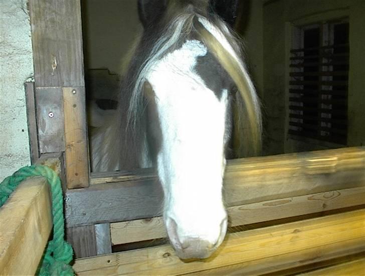 Irish Cob Crossbreed Siff  solgt.. - lavet af Maria (møgalfen) - And the chestnut goddess ! det er meget godt billede 17