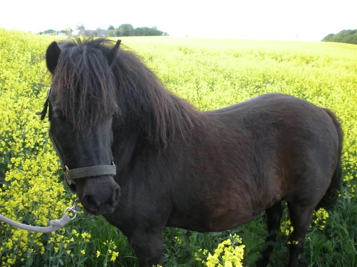 Shetlænder Stjernens Anastasia R.I.P billede 1