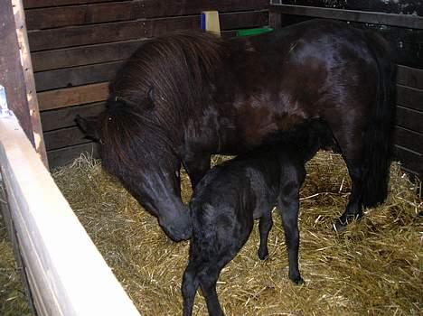 Shetlænder Stjernens Anastasia R.I.P - Stasia med sit nyfødte føl Nuggi (; billede 4