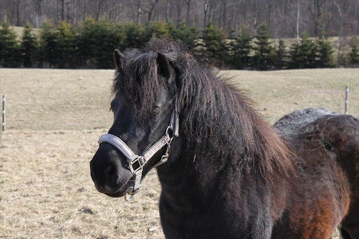 Shetlænder Stjernens Anastasia R.I.P billede 6