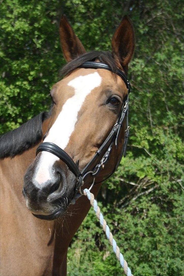 Anden særlig race Chantall [R.I.P] - 1) Nyt  billede 1