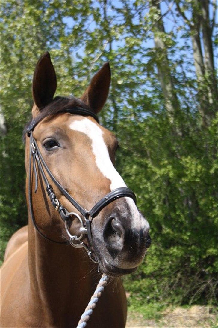 Anden særlig race Chantall [R.I.P] - 2) Nyt  billede 2