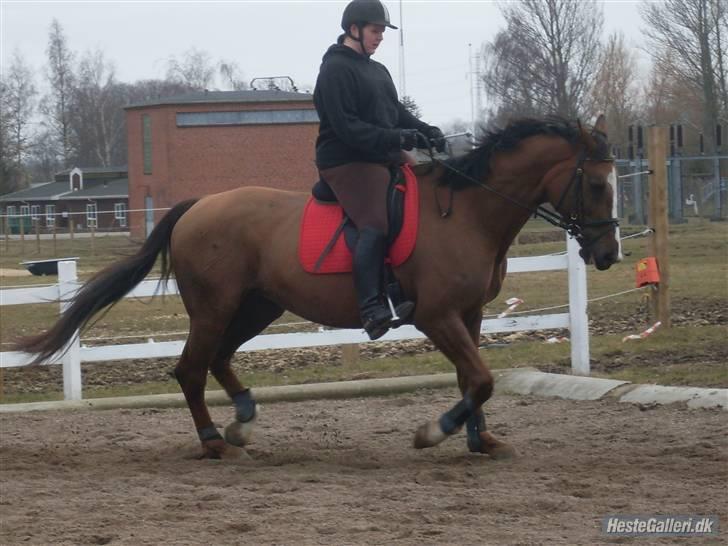 Anden særlig race Chantall [R.I.P] - 3) nyt billede 3