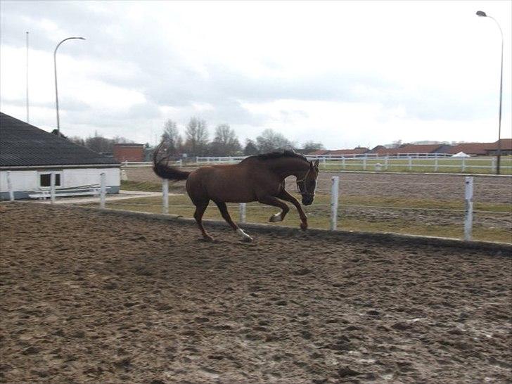 Anden særlig race Chantall [R.I.P] - 4) Nyt  billede 4