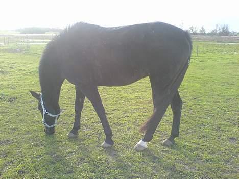 Traver sofus billede 12