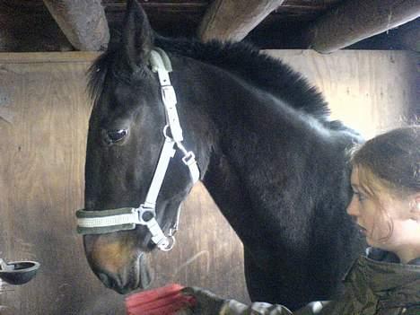 Traver sofus billede 14