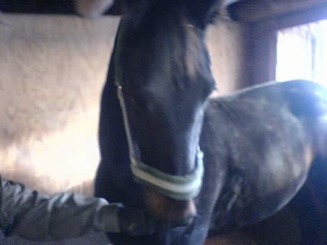 Traver sofus billede 15