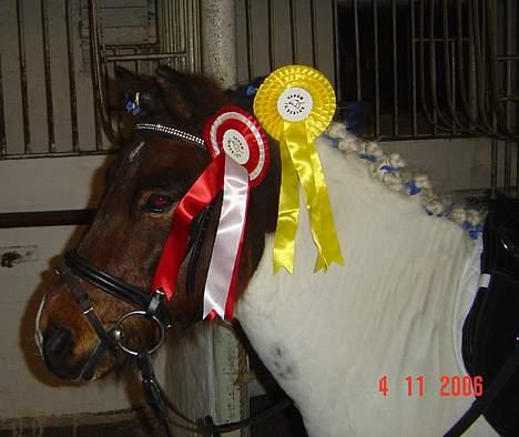 Anden særlig race Indie **HIMMELHEST** - Indie fik en roset for 1. plads i dressur og en for clear round i spring :o) billede 14