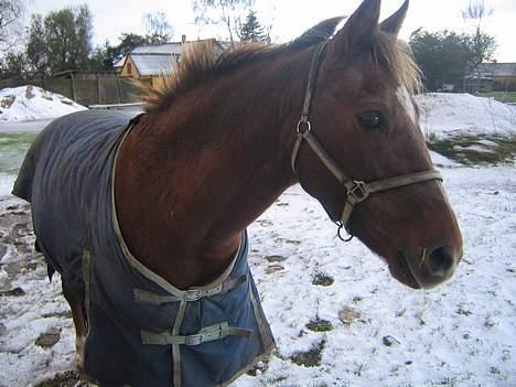 Anden særlig race Nansi R.I.P - Man kan godt se på hende hun er ved at være gammel . men kan godt nok ikke mærke det . billede 17